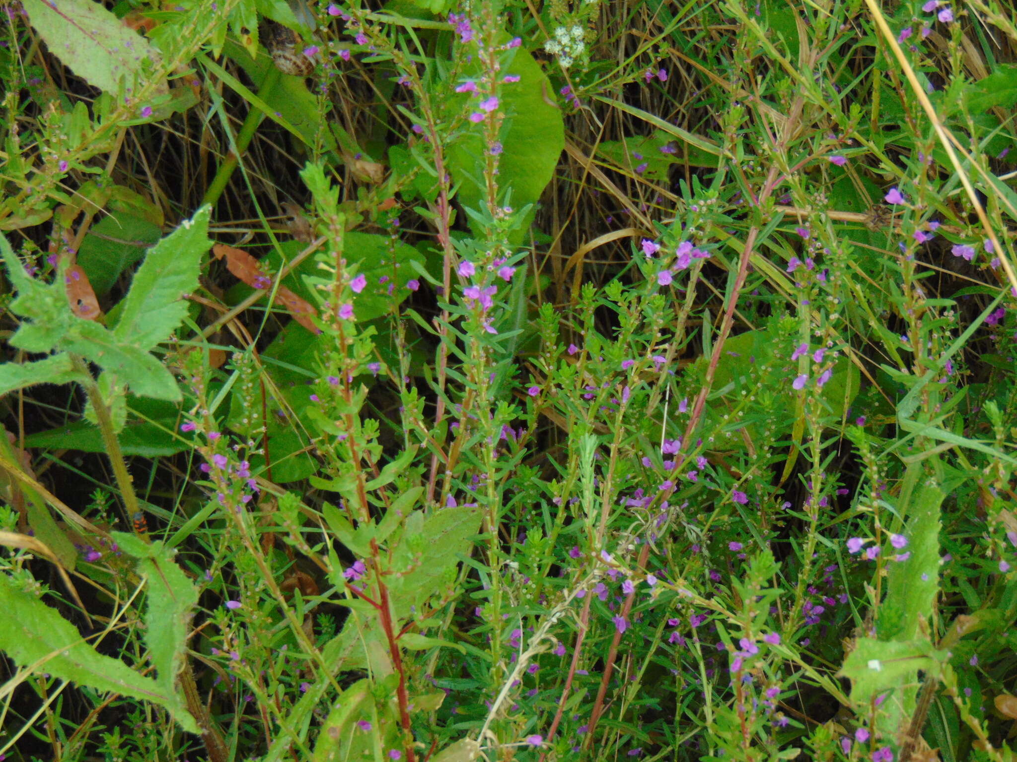 Image of Grass-poly