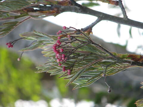 Image of Sorbus insignis (Hook. fil.) Hedl.