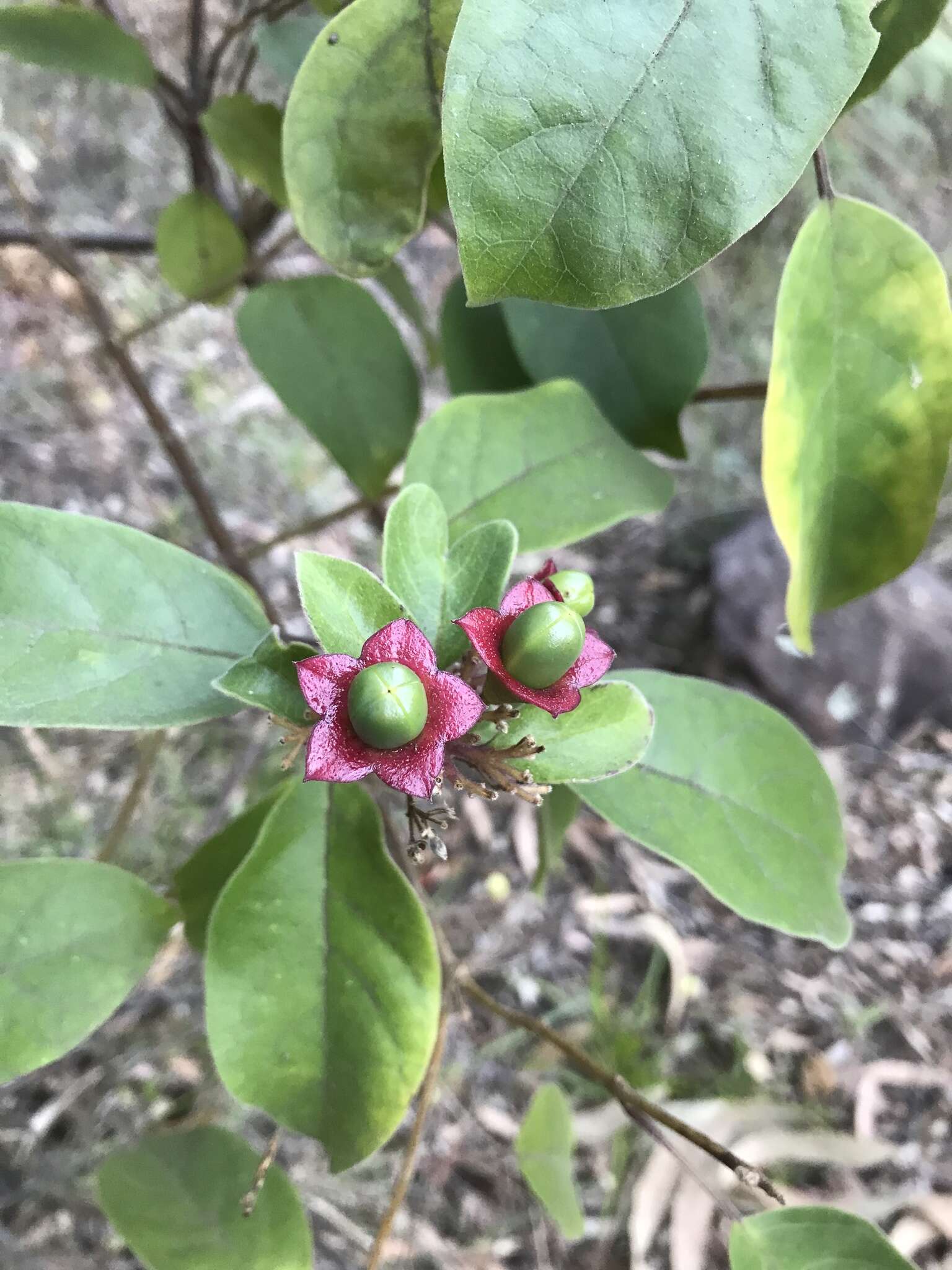 Image of Clerodendrum tomentosum (Vent.) R. Br.