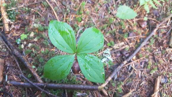 Image of herb Paris