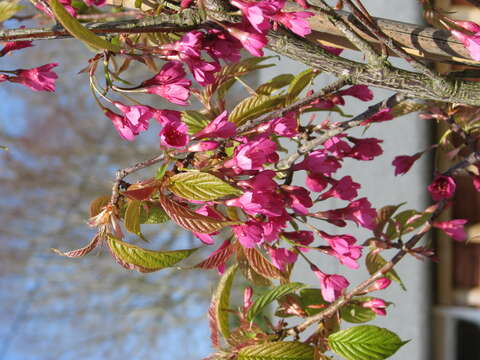 Imagem de Prunus campanulata Maxim.