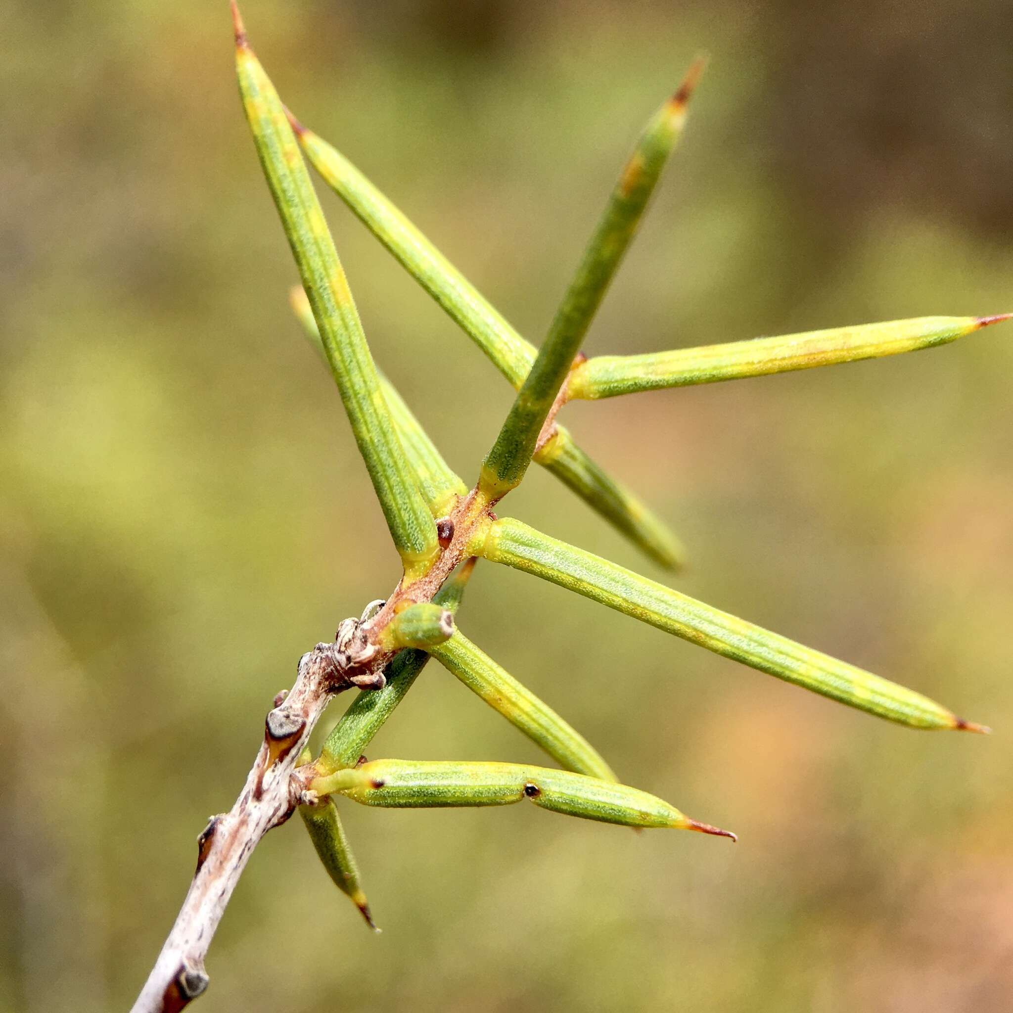 Acacia colletioides Benth. resmi