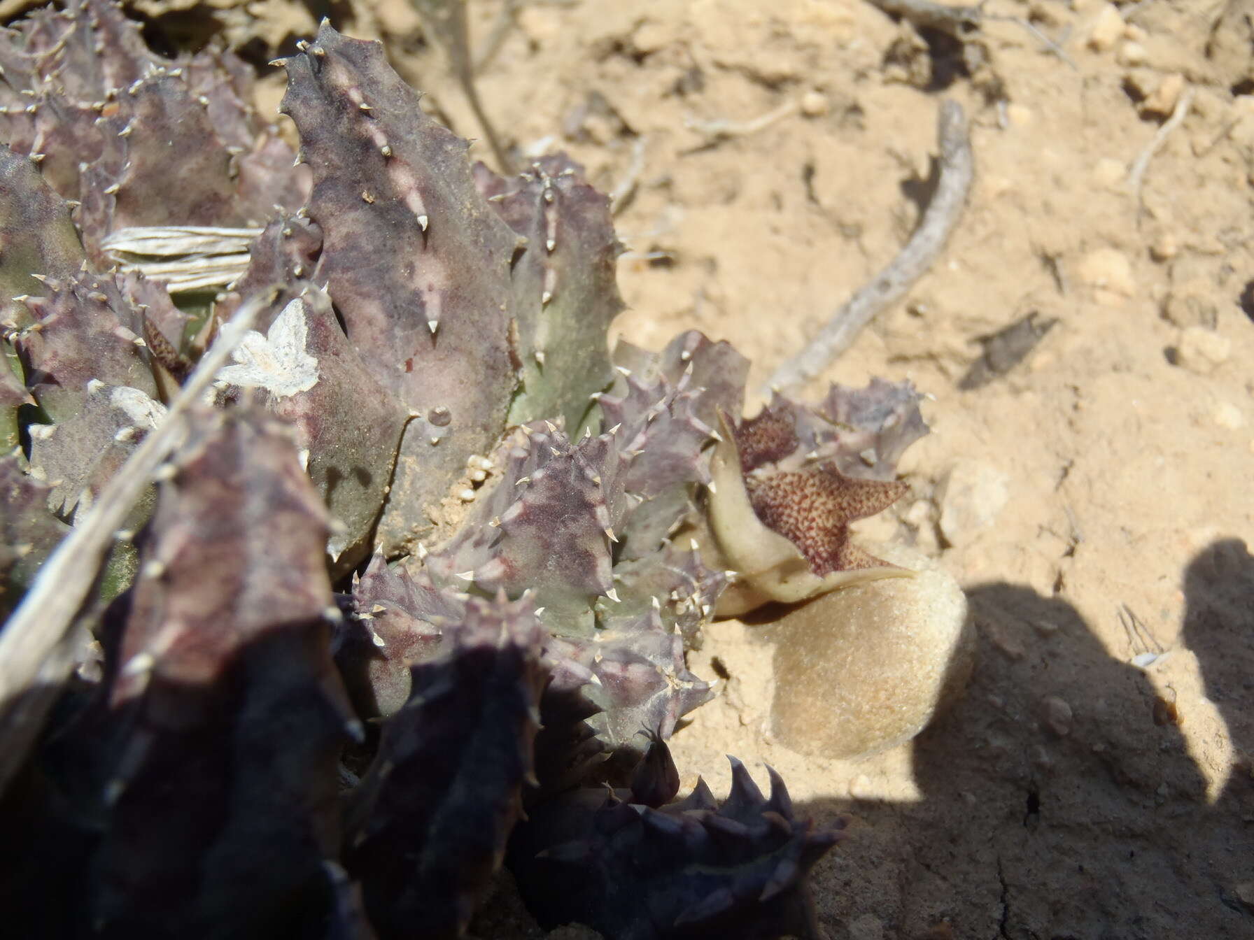 Huernia barbata subsp. barbata的圖片