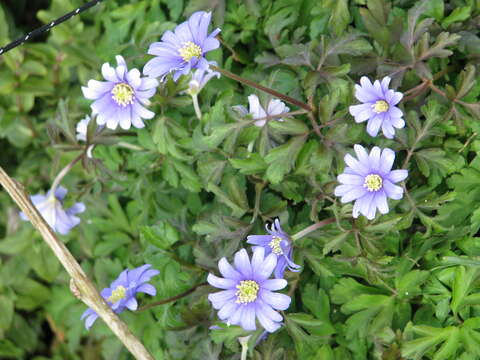 Image of blue anemone