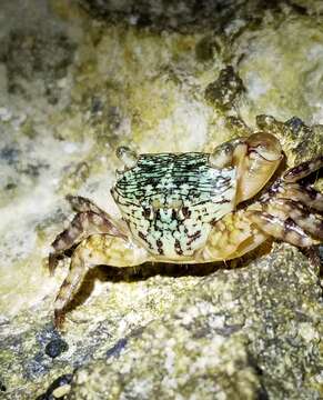 Image of mottled shore crab