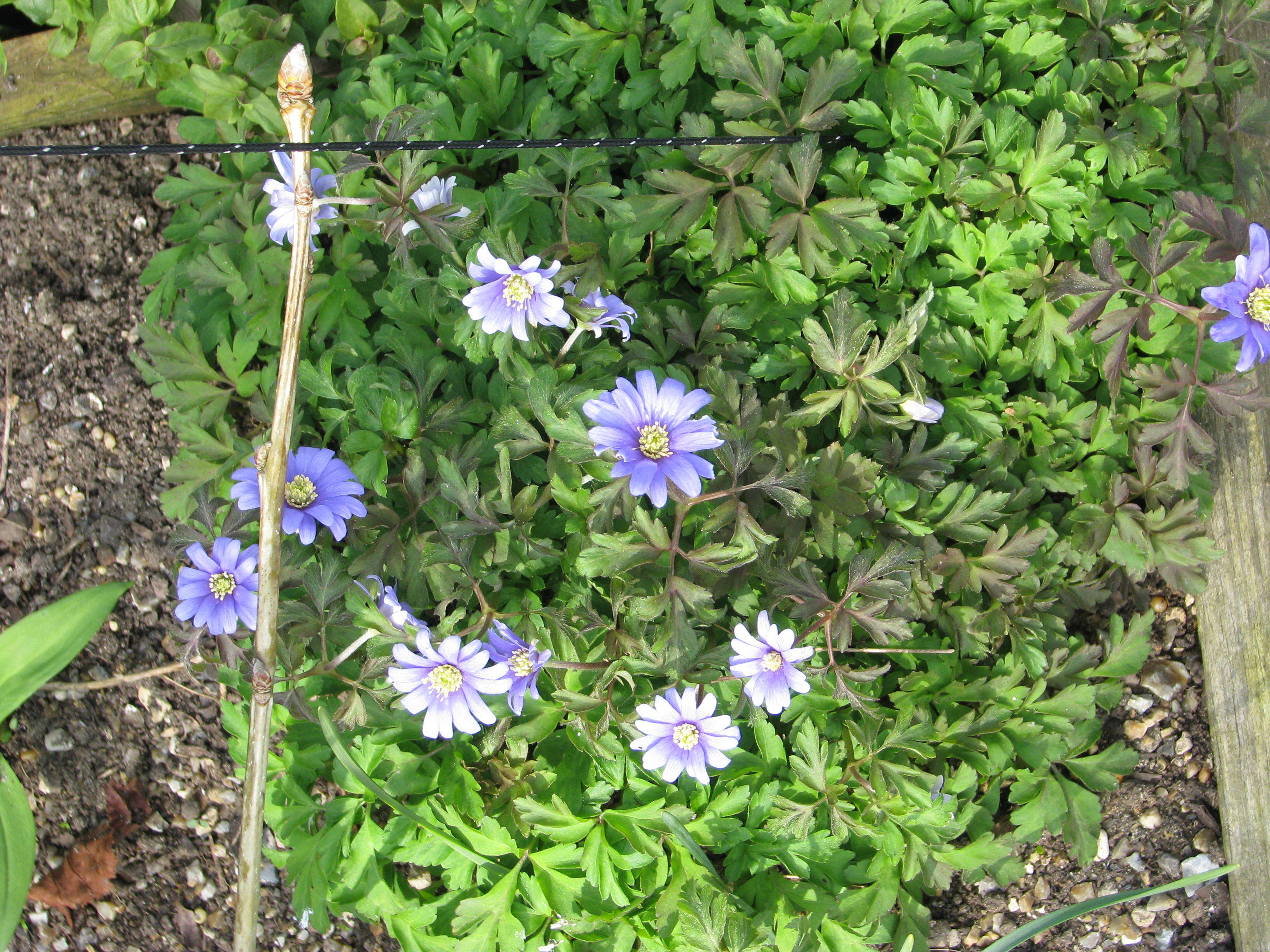 Image of blue anemone