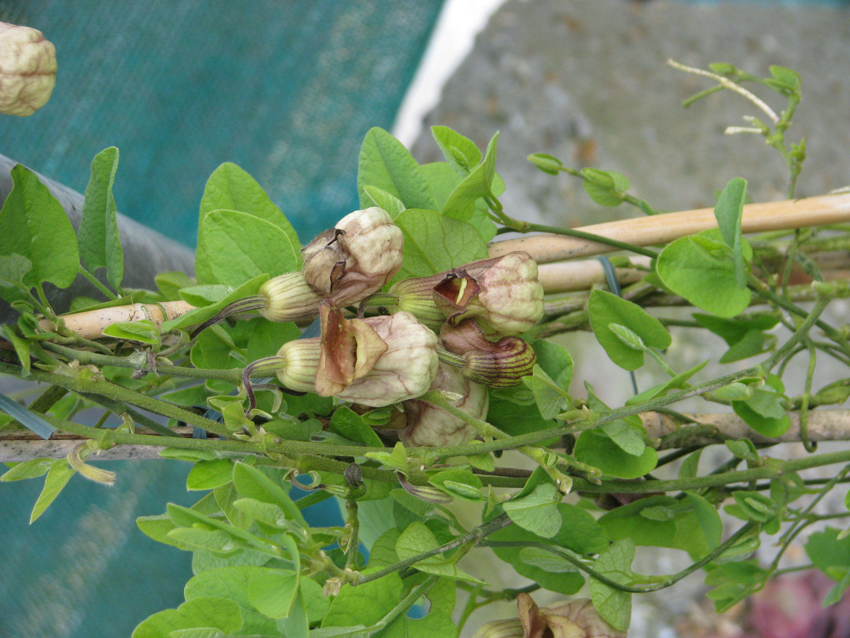 Image of California dutchman's pipe