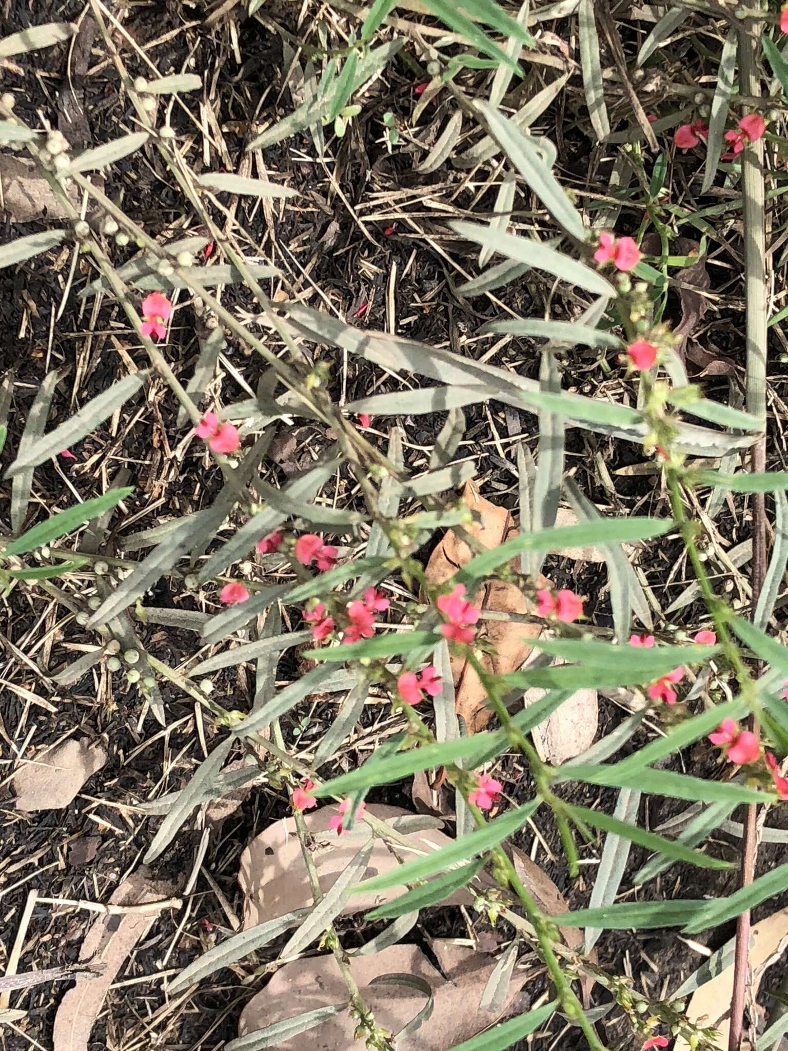 Image of Indigofera linifolia (L. fil.) Retz.