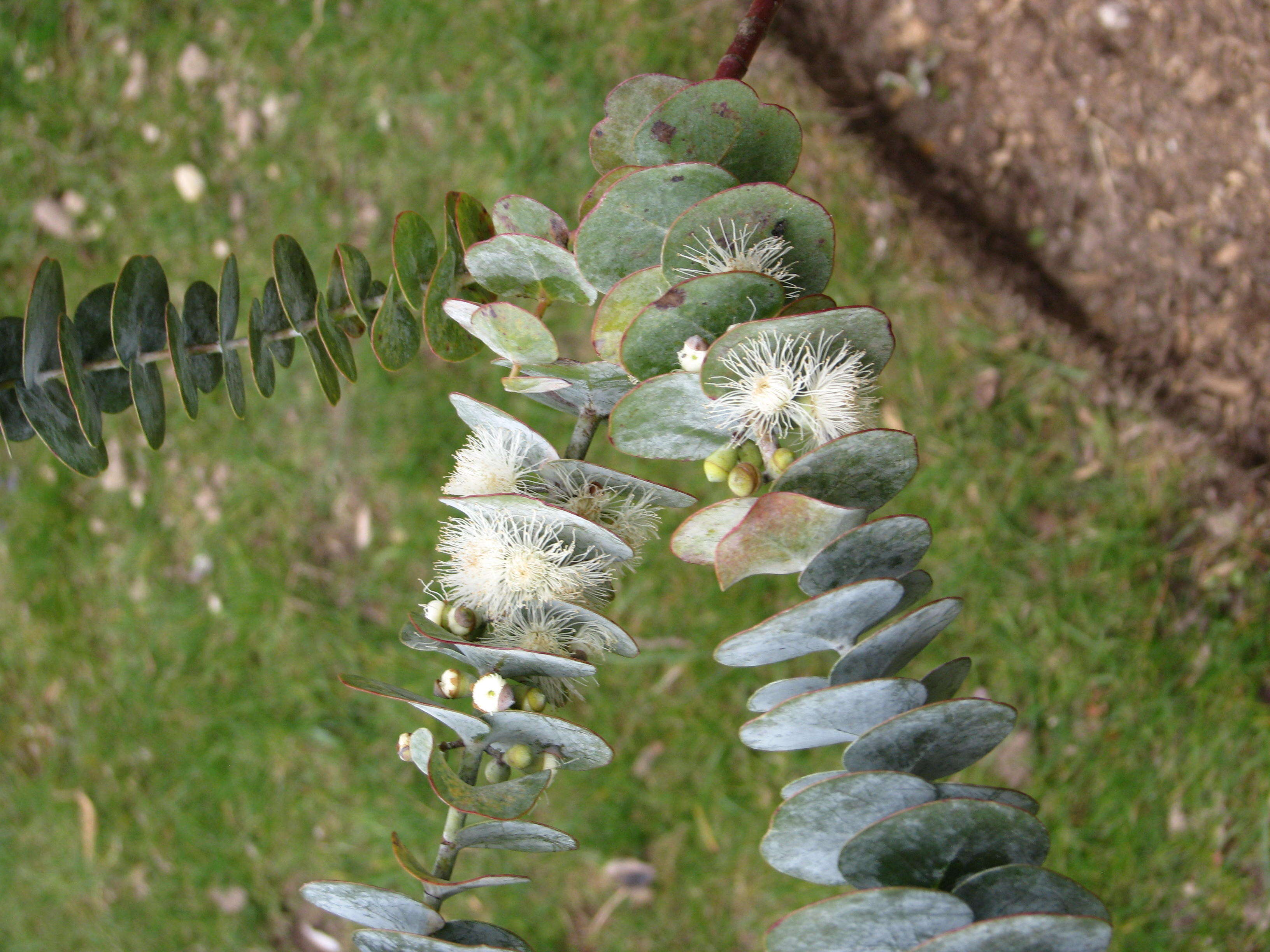 Imagem de Eucalyptus pulverulenta Sims