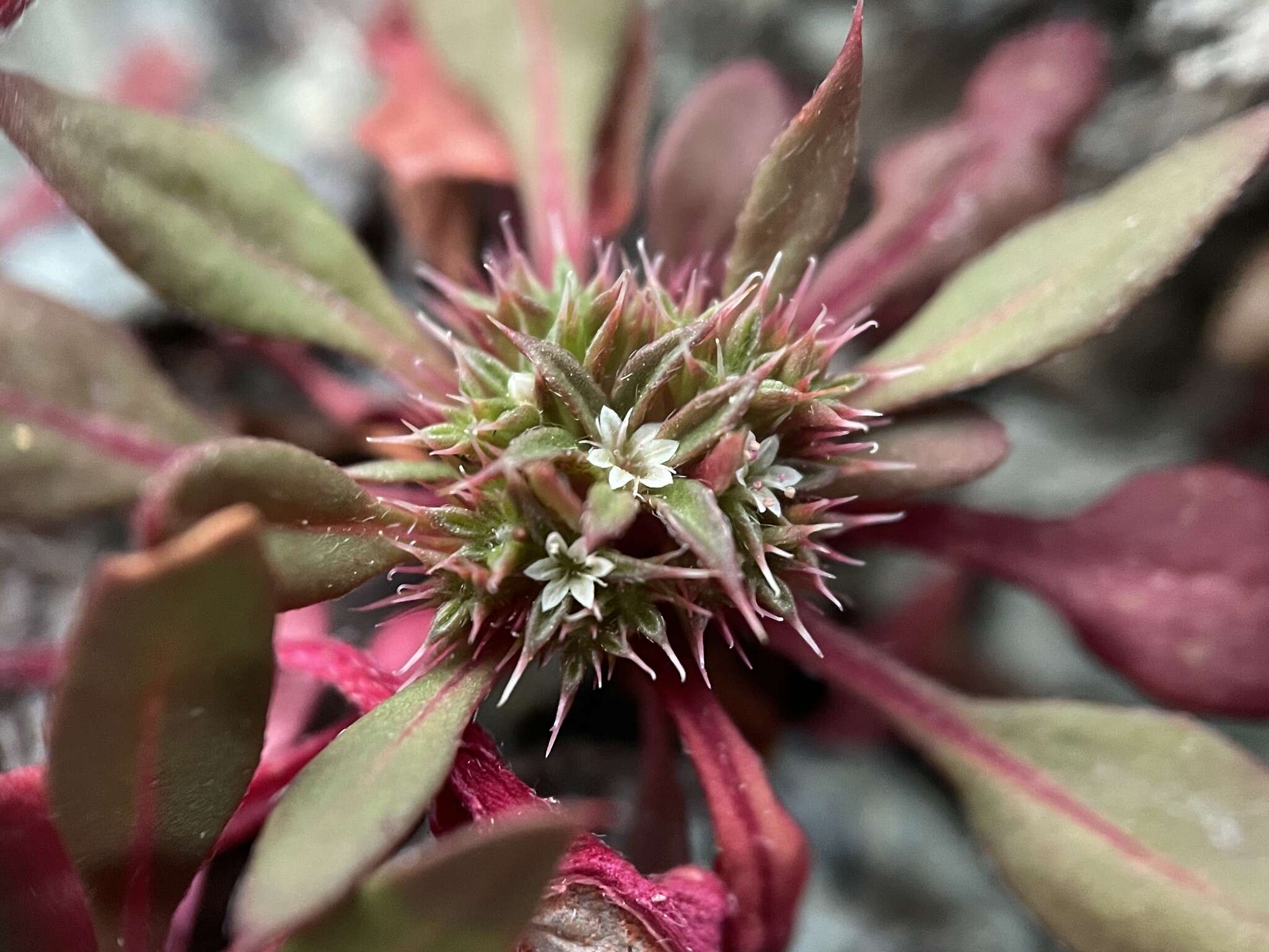 Image of Chorizanthe aphanantha