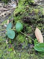 Image of Hibbertia perfoliata Hueg. ex Endl.