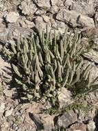 Image of Ceropegia longipedicellata (A. Berger) Bruyns