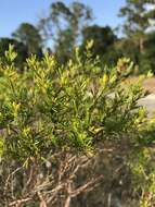 Image de Hypericum fasciculatum Lam.