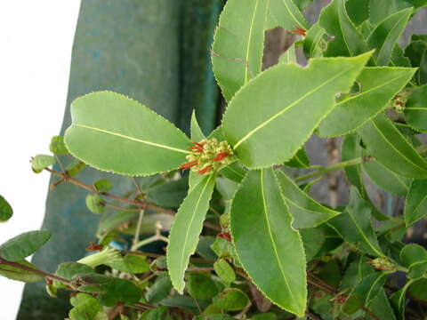 Image of Euonymus lucidus D. Don