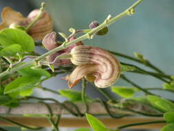 Image of California dutchman's pipe