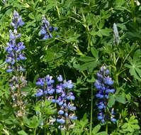 Image of Nootka Lupine