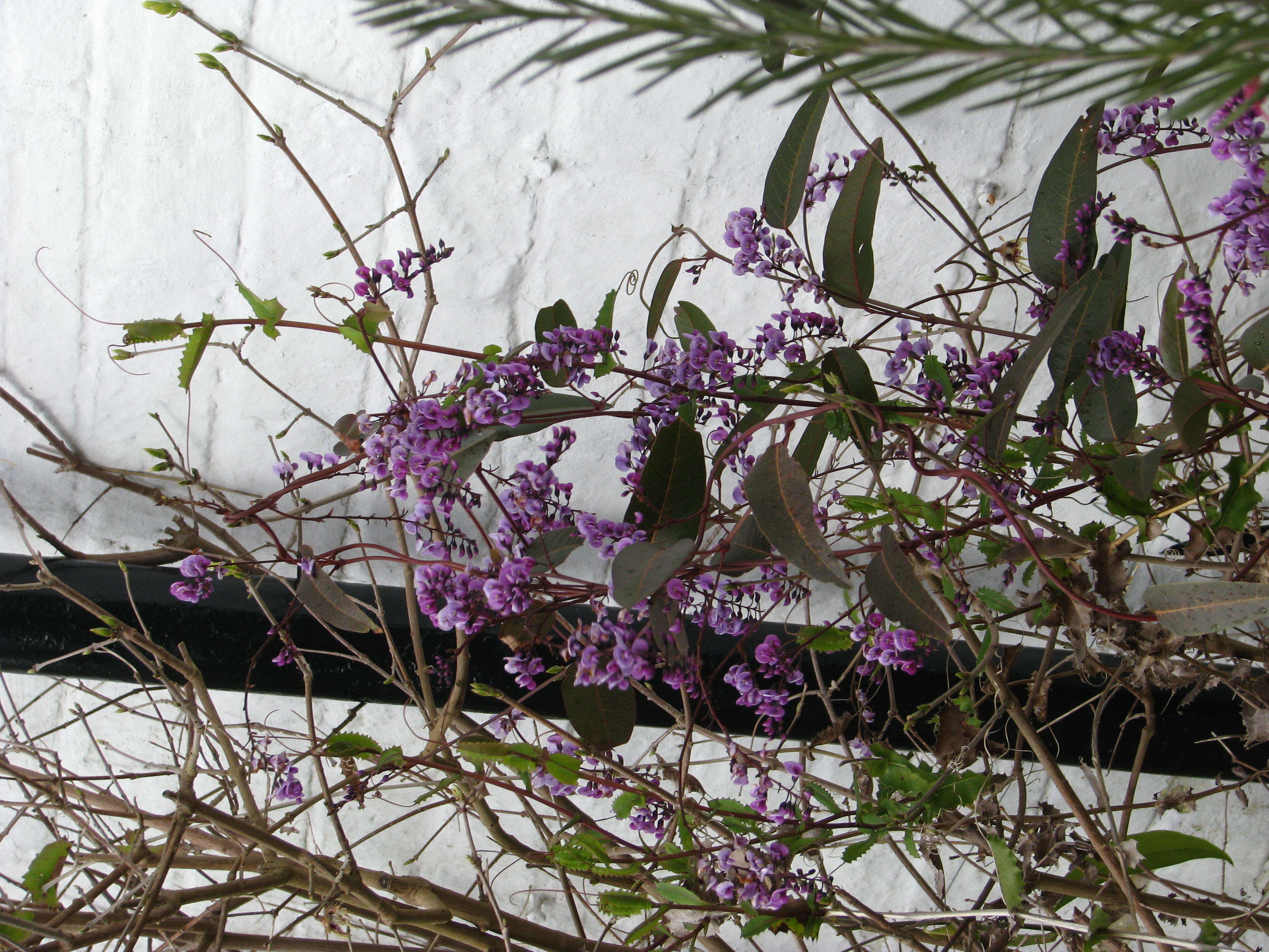 Image of coral-pea