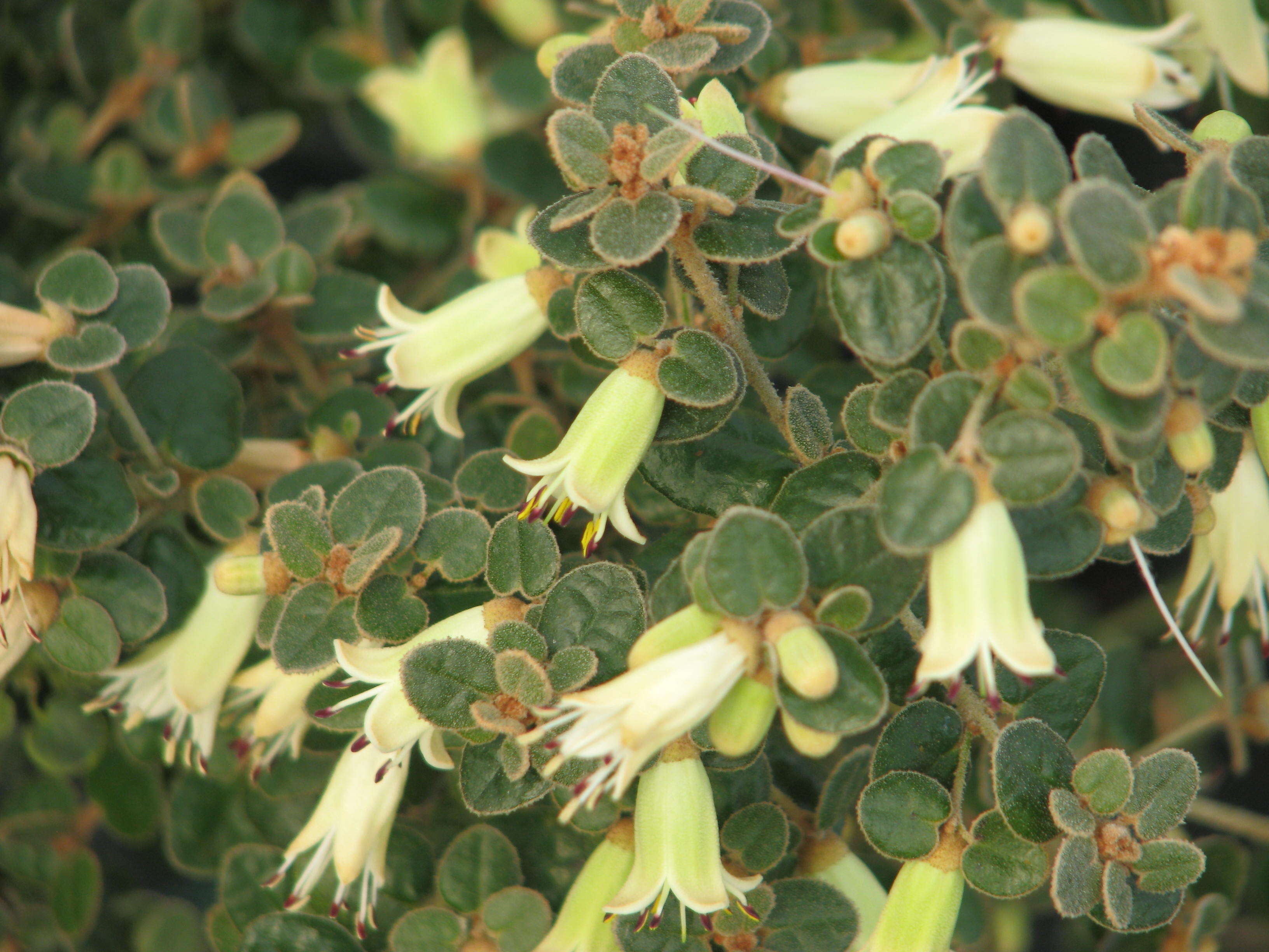 Image of Correa reflexa (Labill.) Vent.