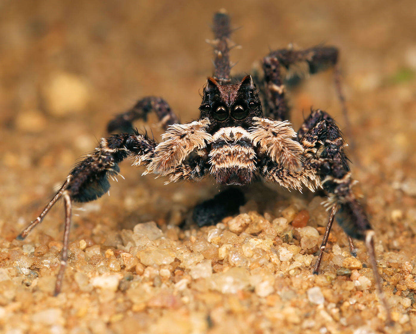 Image of Longleg Dandy Jumping Spider