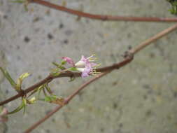 Imagem de Lonicera fragrantissima Lindl. & Paxt.