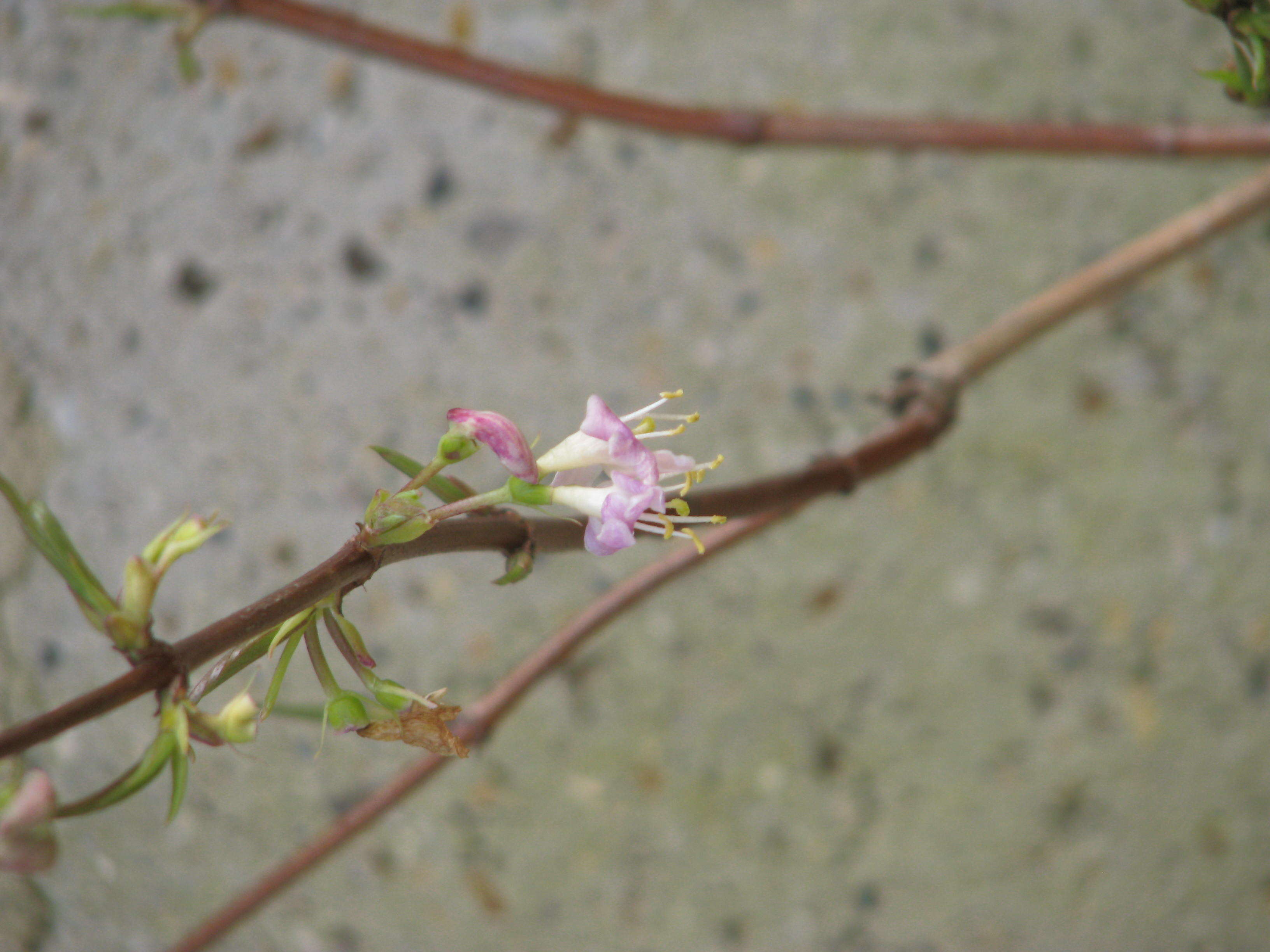 Imagem de Lonicera fragrantissima Lindl. & Paxt.