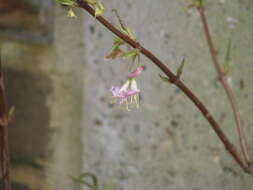 Imagem de Lonicera fragrantissima Lindl. & Paxt.