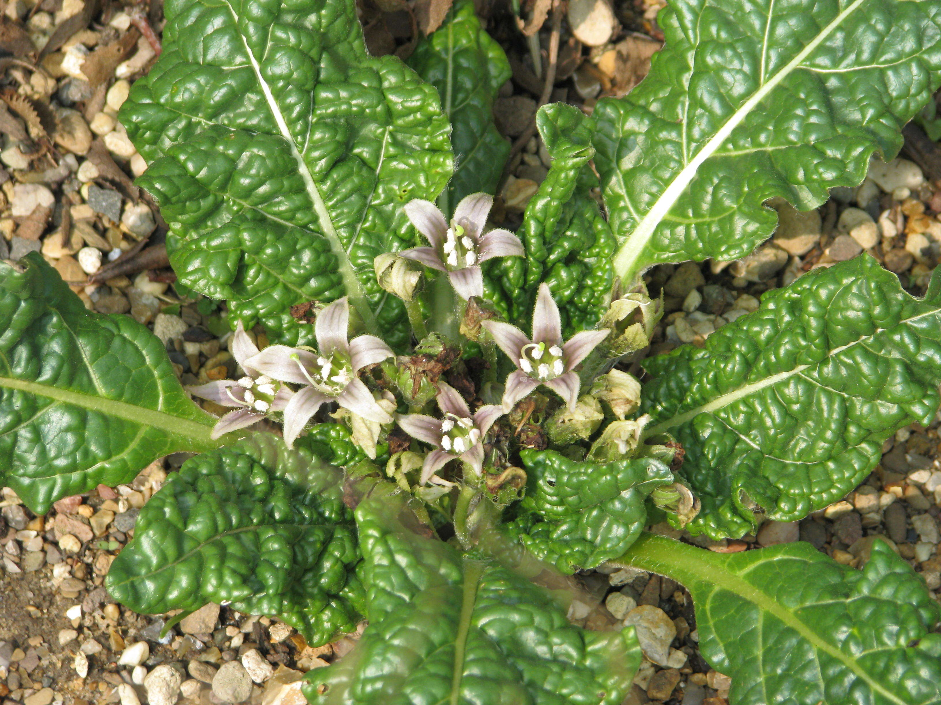 Image de Mandragora officinarum