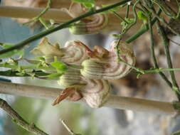 Image of California dutchman's pipe