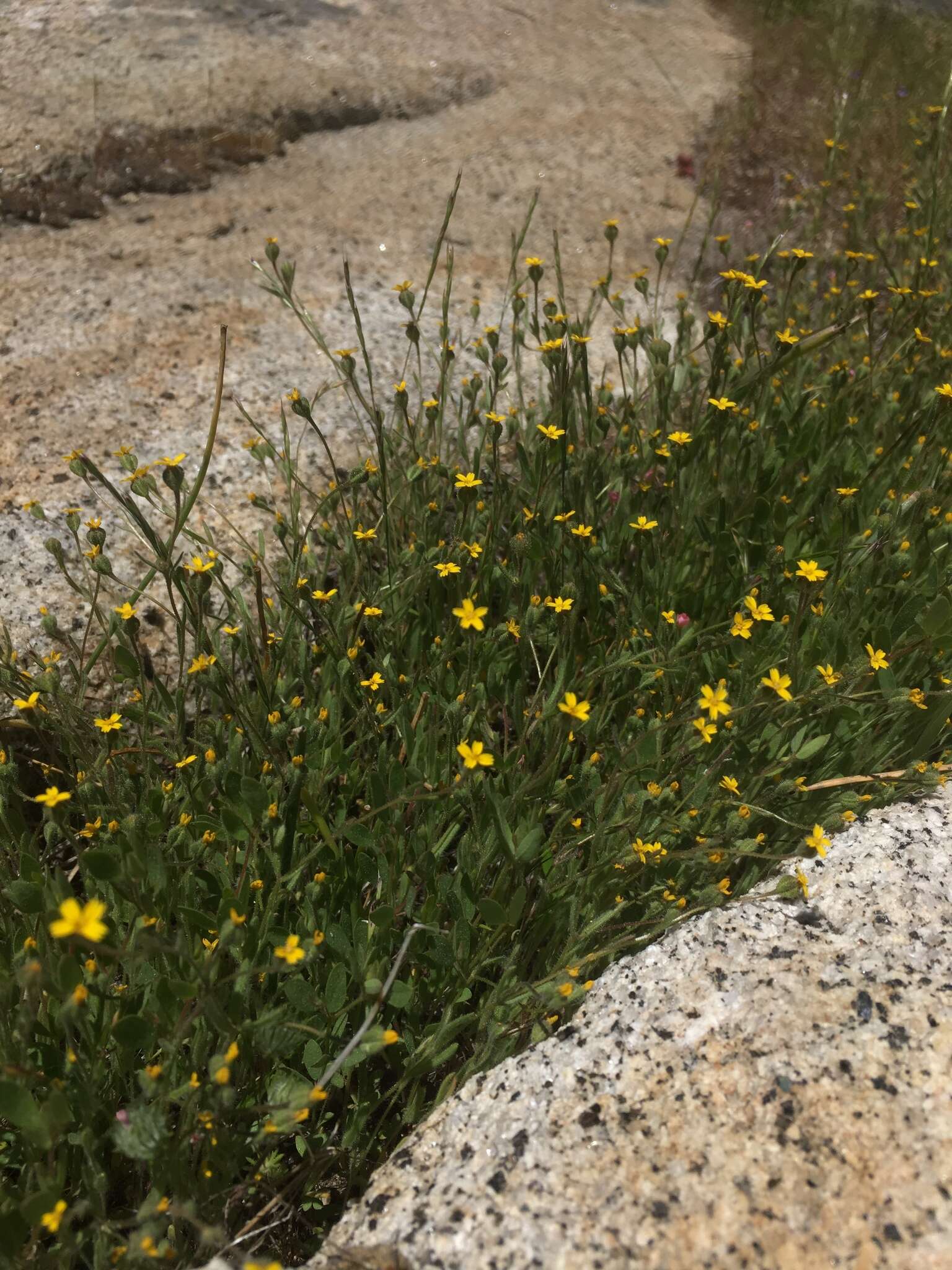 Image of Yosemite tarweed