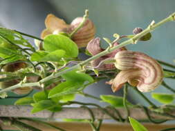 Image of California dutchman's pipe