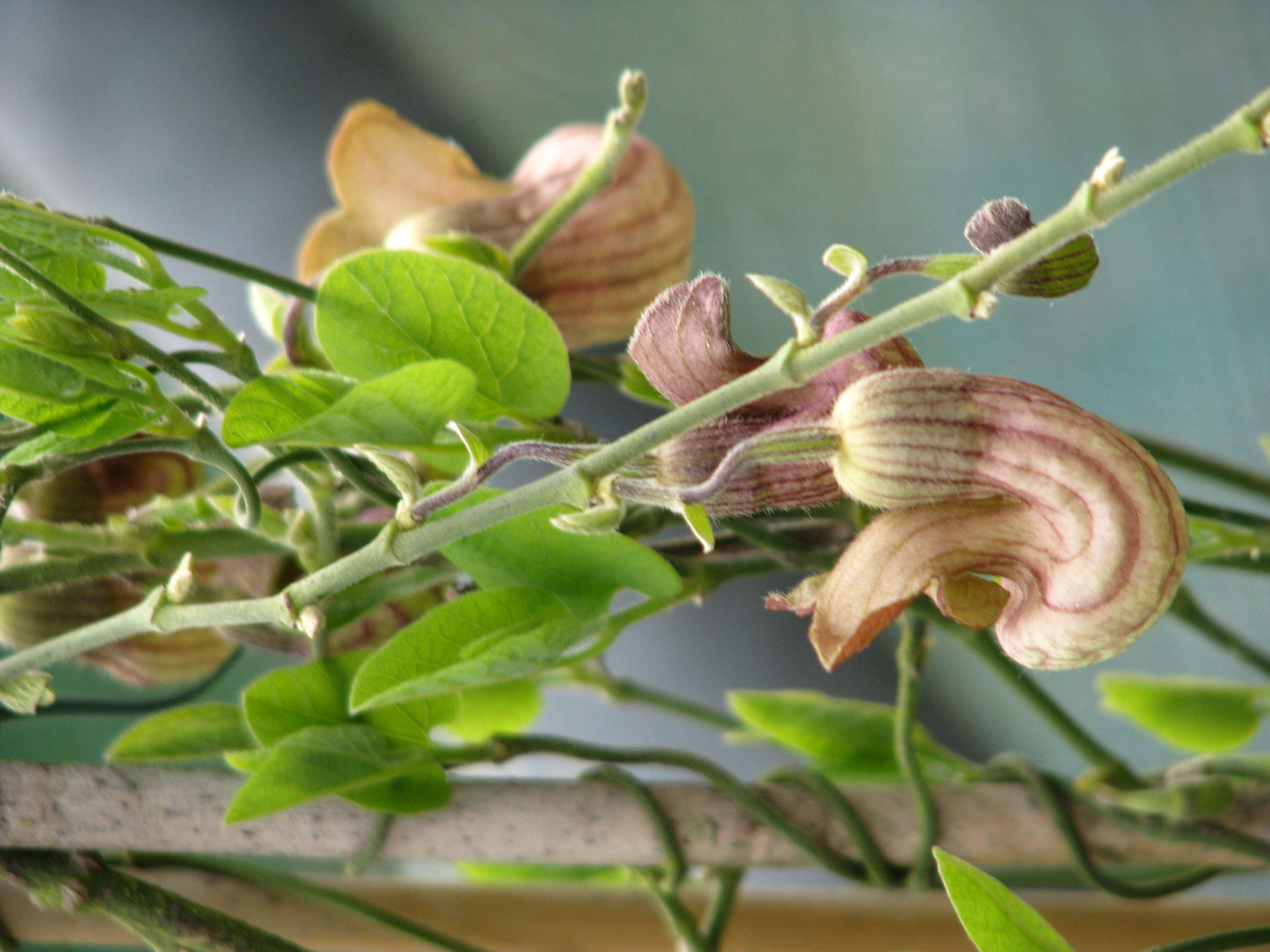 Image of California dutchman's pipe