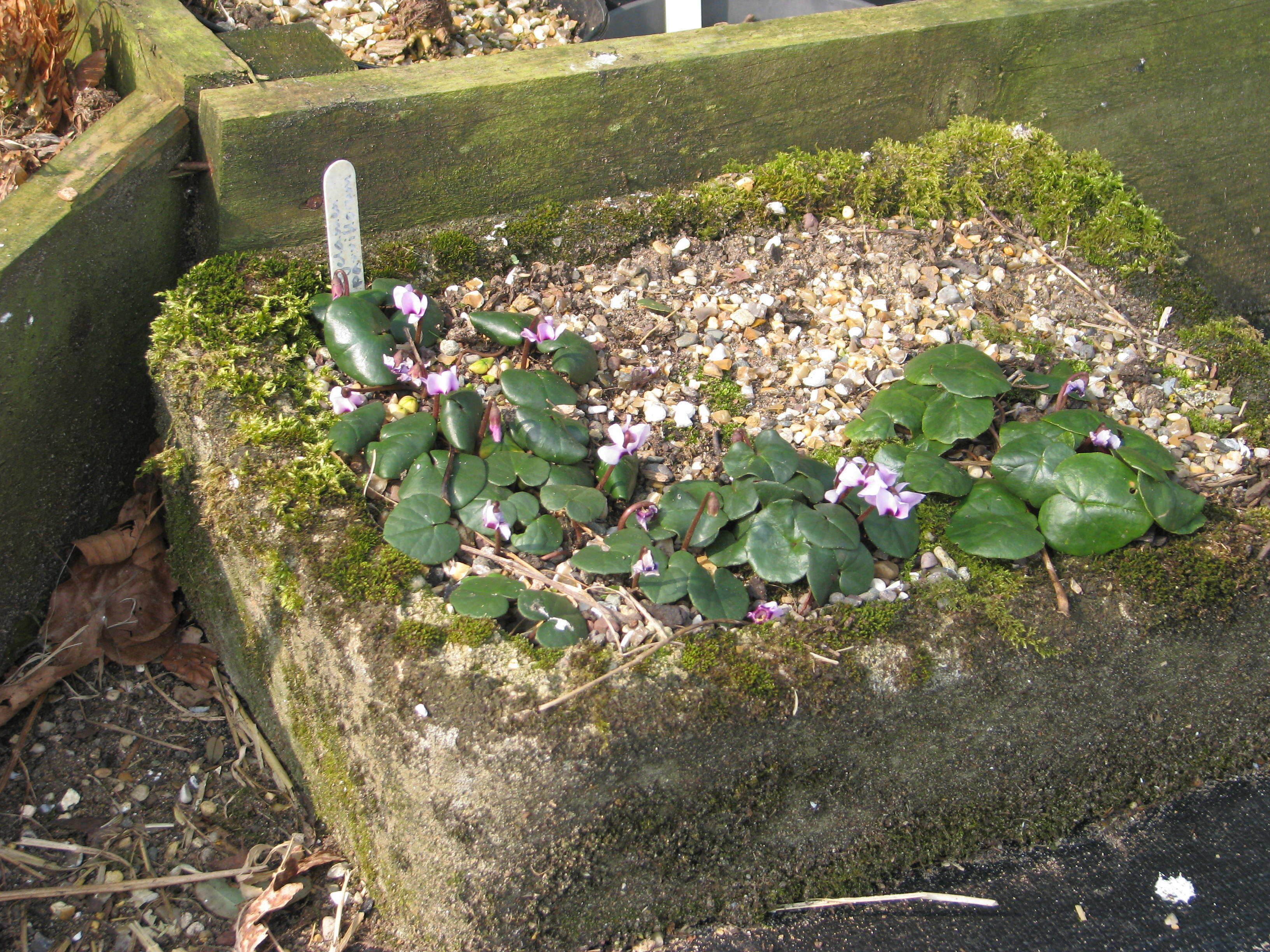 Image of Cyclamen coum subsp. parviflorum (Pobed.) Ietsw.