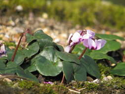 Image of Cyclamen coum subsp. parviflorum (Pobed.) Ietsw.