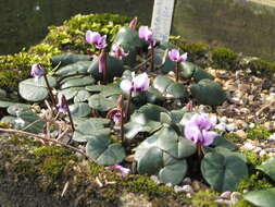 Image of Cyclamen coum subsp. parviflorum (Pobed.) Ietsw.