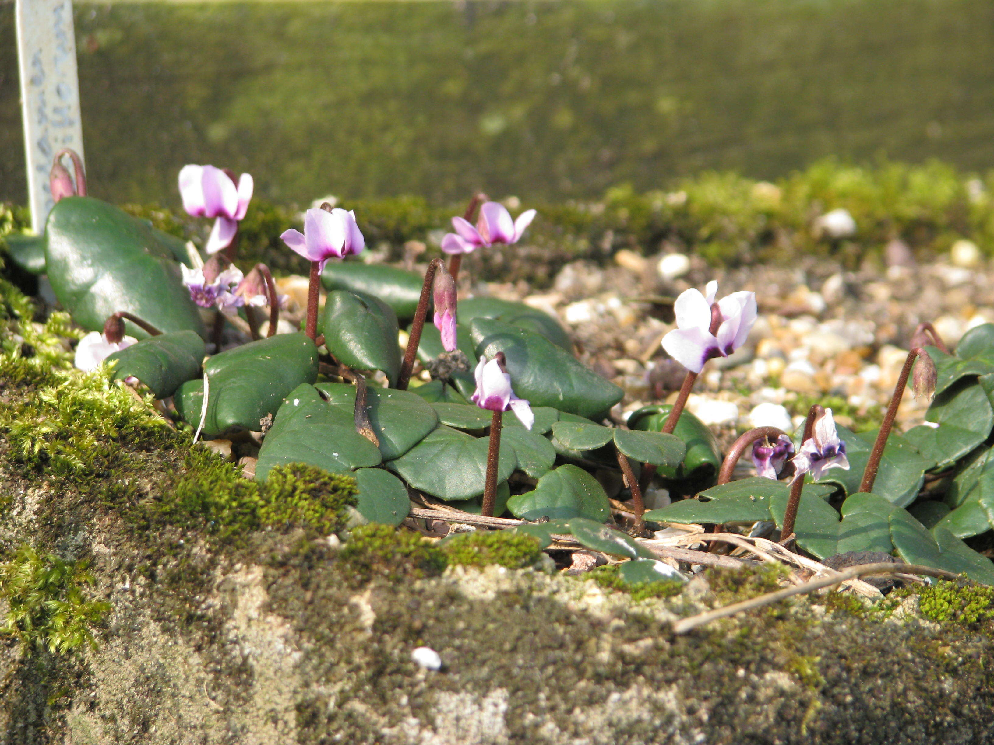 Image of Cyclamen coum subsp. parviflorum (Pobed.) Ietsw.