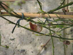 Image of California dutchman's pipe