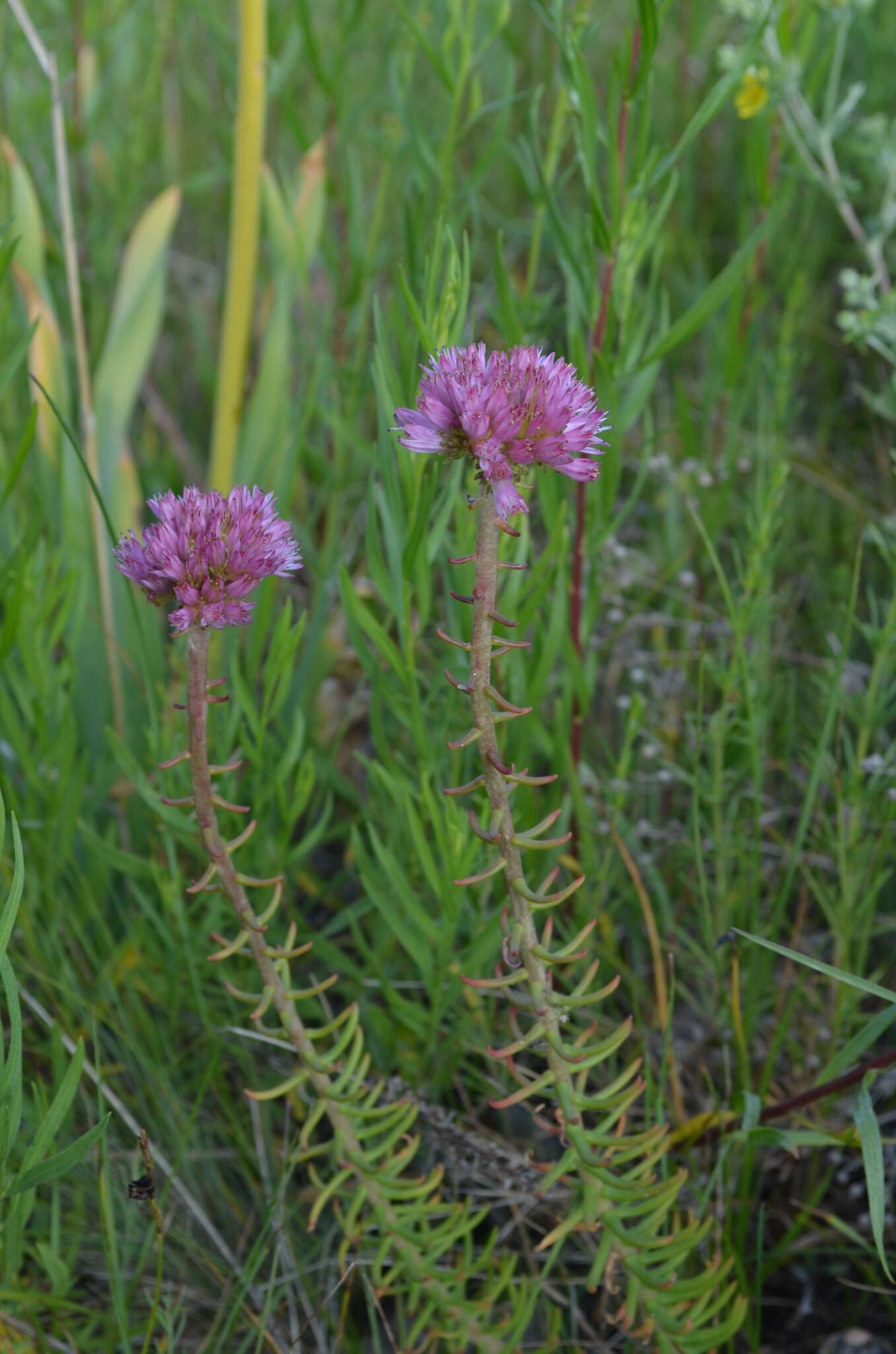 Image of Pseudosedum longidentatum Boriss.