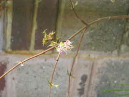 Imagem de Lonicera fragrantissima Lindl. & Paxt.