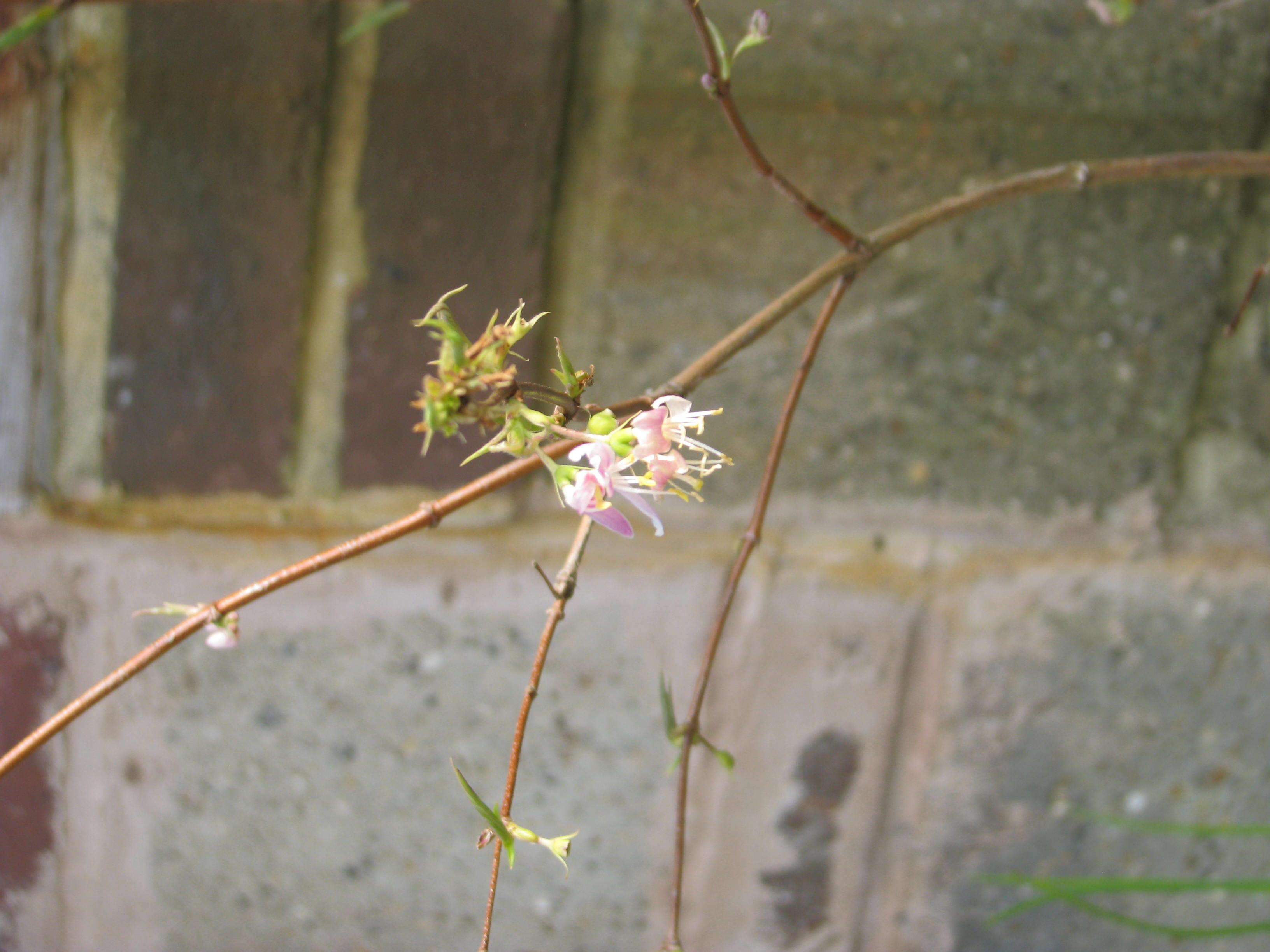 Imagem de Lonicera fragrantissima Lindl. & Paxt.