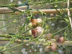 Image of California dutchman's pipe