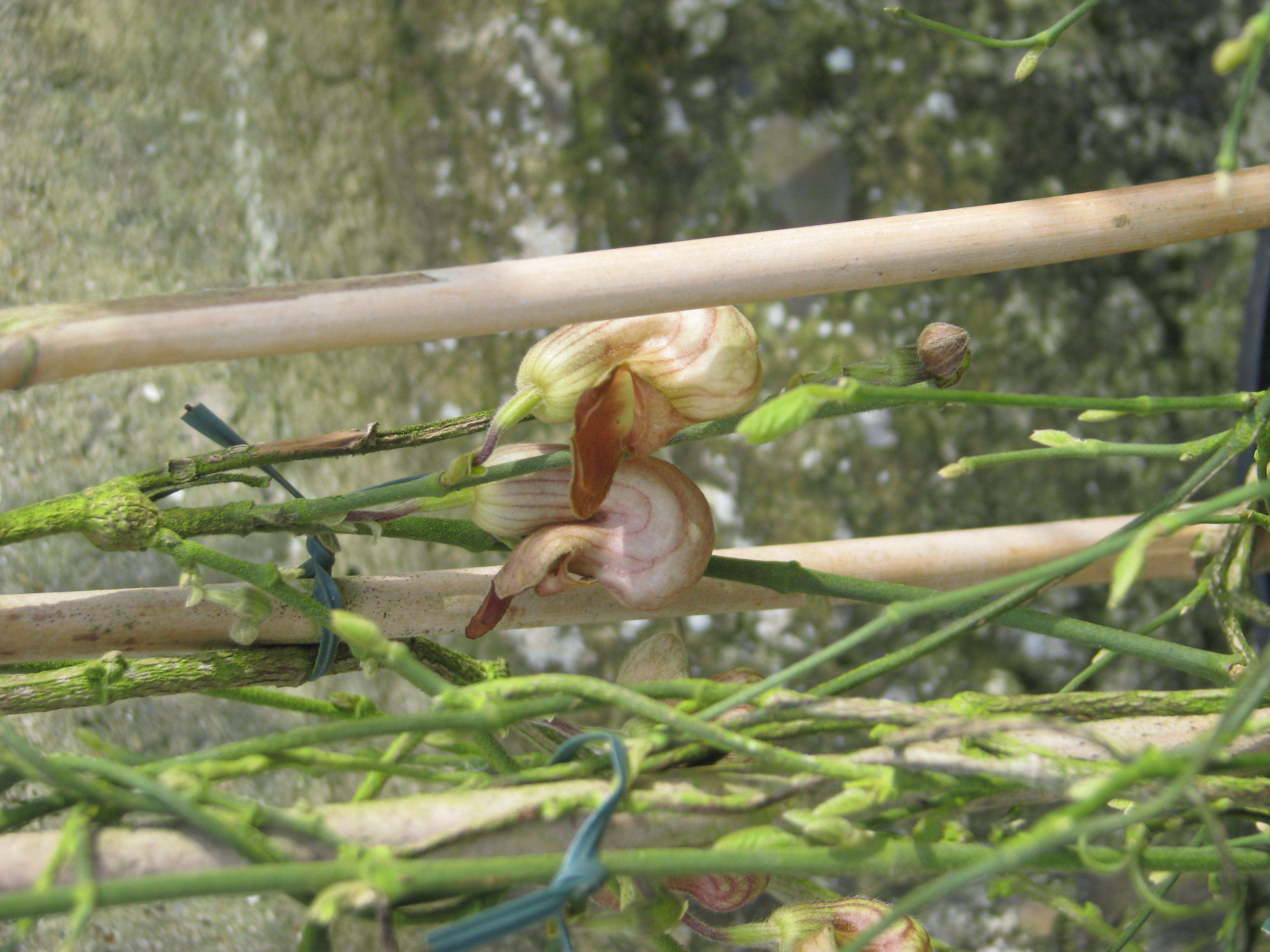 Image of California dutchman's pipe