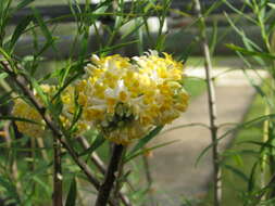 Image of Oriental paperbush