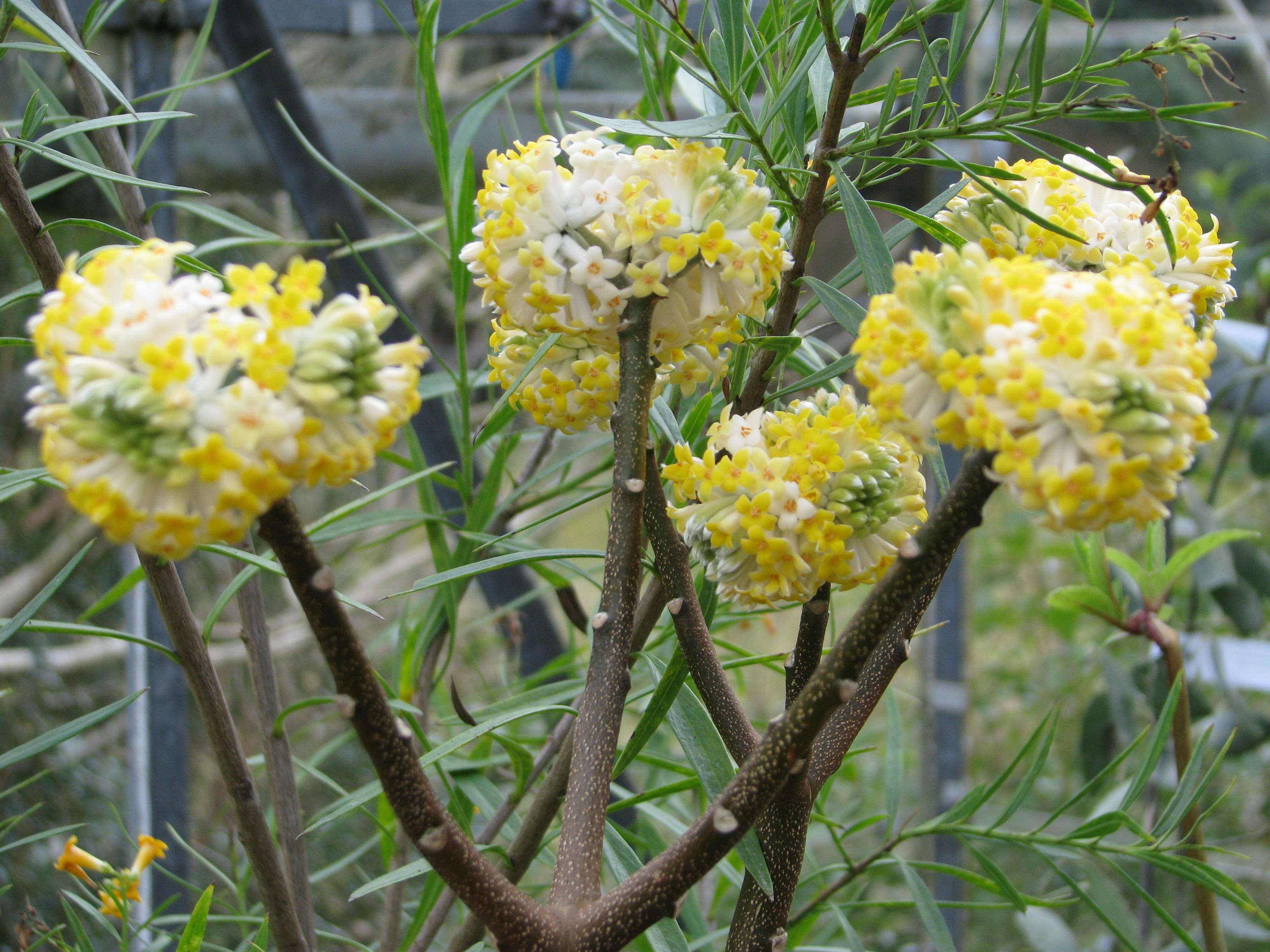 Image of Oriental paperbush