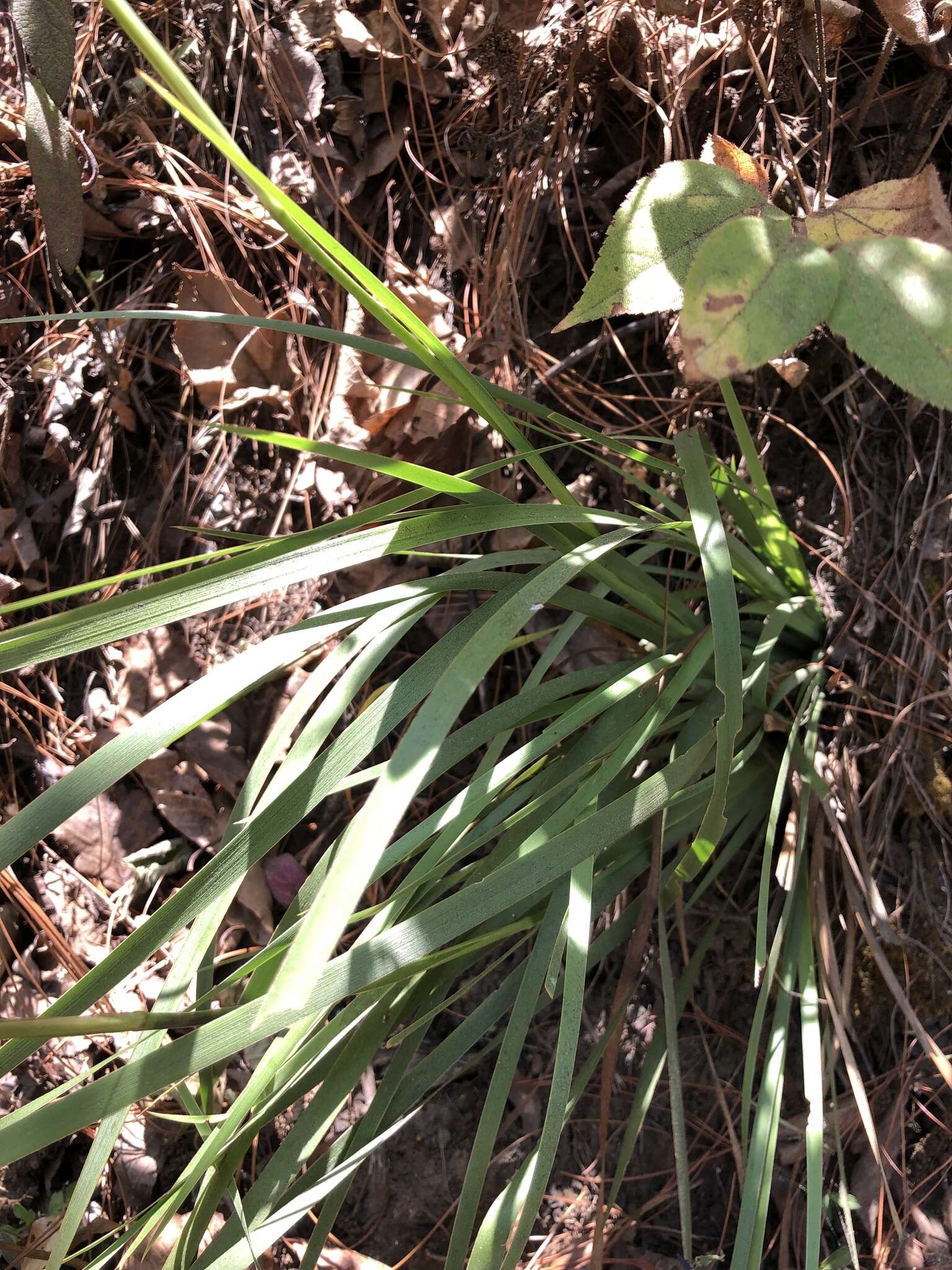 Orthrosanthus exsertus (R. C. Foster) Ravenna的图像