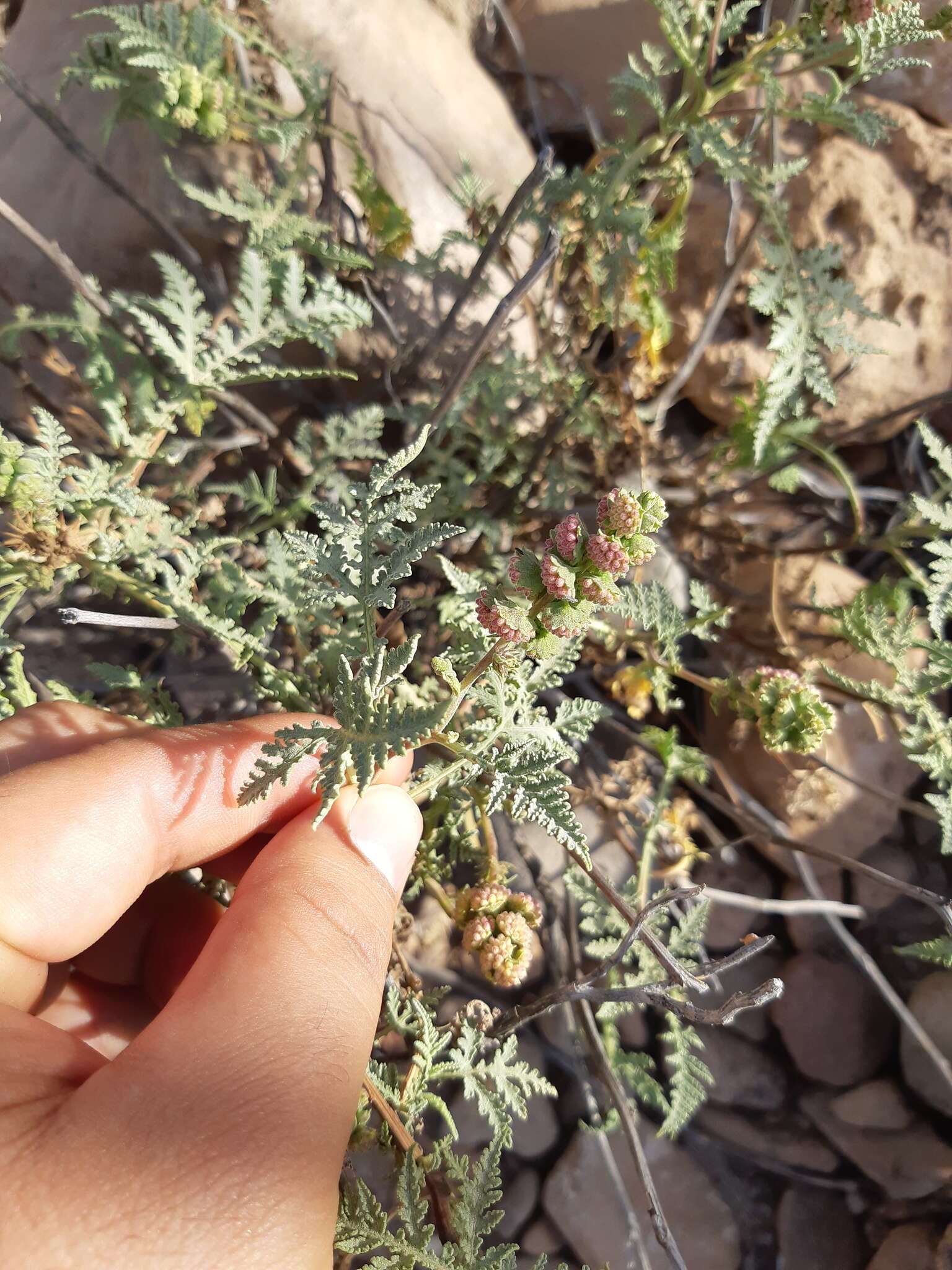 Image of Ambrosia camphorata (Greene) Payne