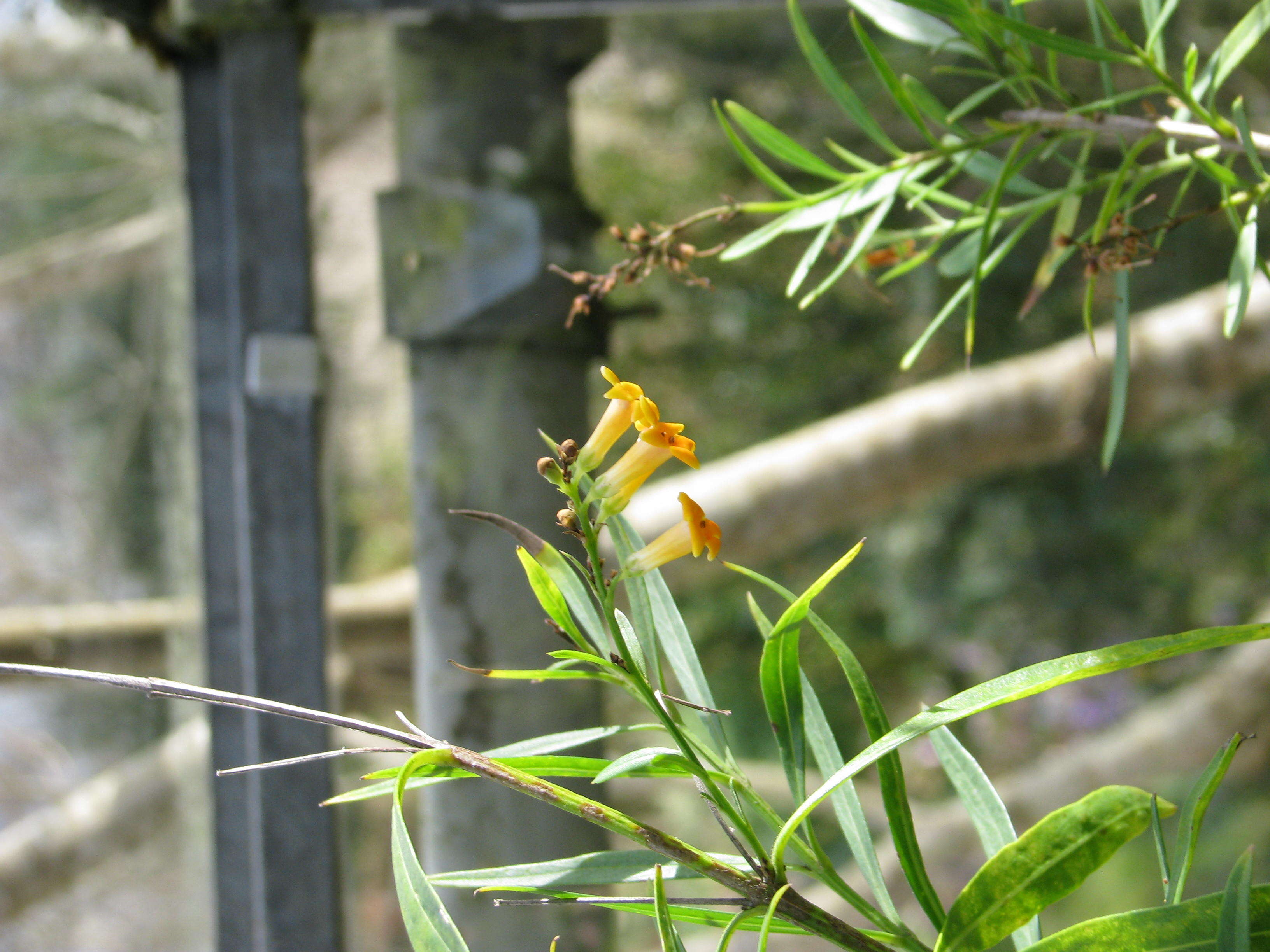 Imagem de Freylinia lanceolata (L. fil.) G. Don