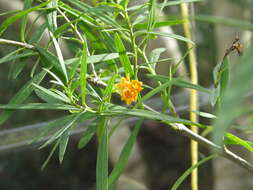 Imagem de Freylinia lanceolata (L. fil.) G. Don