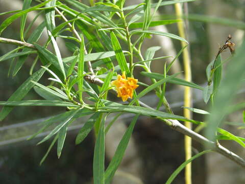 Слика од Freylinia lanceolata (L. fil.) G. Don