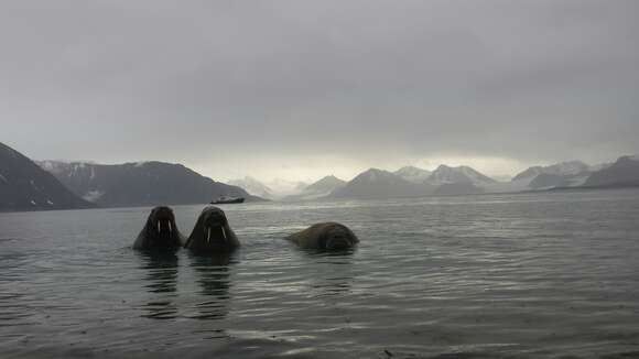 Image of Atlantic Walrus