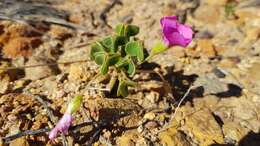 Imagem de Oxalis lanata var. rosea T. M. Salter